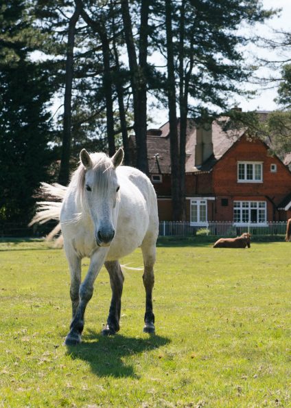 White Horse In The New Forest