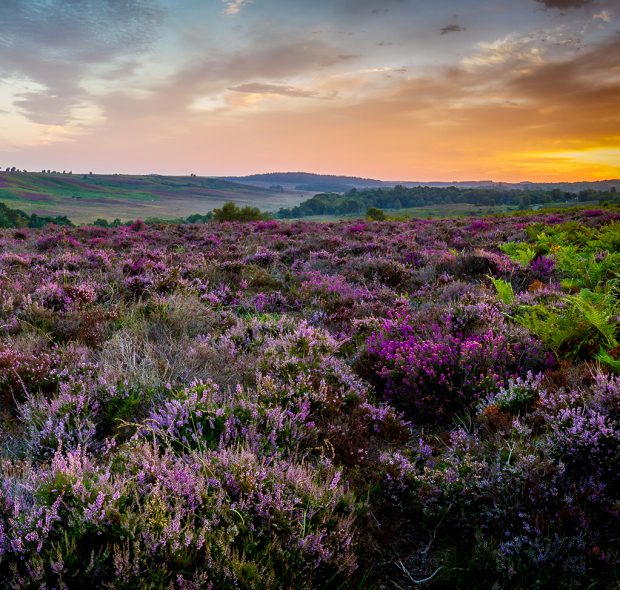 New Forest Heathland At Sunrise