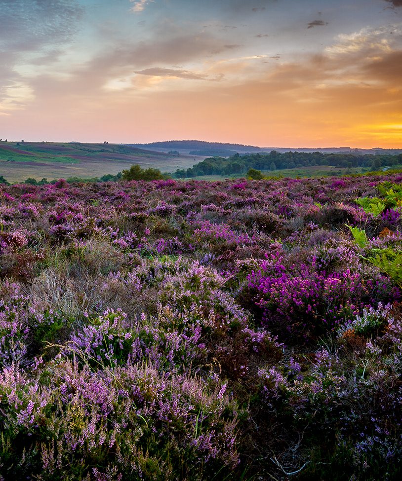 New Forest Heathland At Sunrise