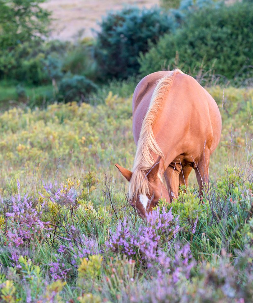 Brown Horse In The New Forest