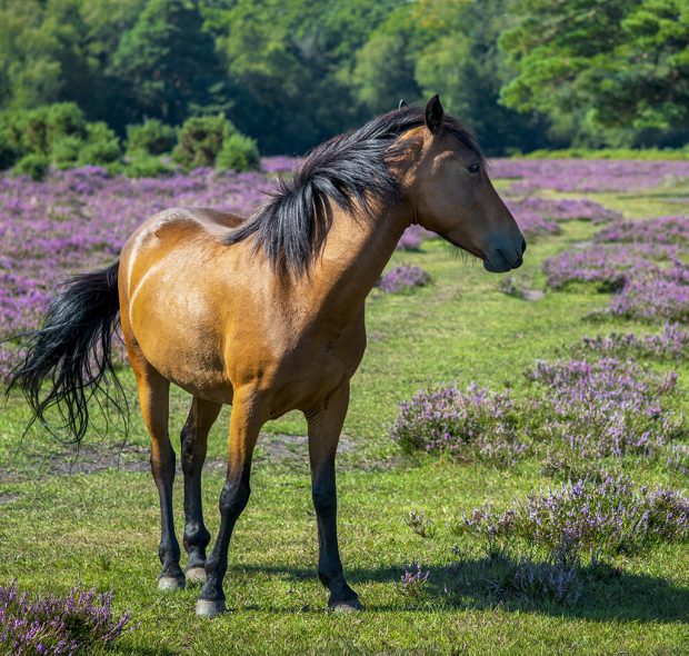 Brown Horse In The New Forest