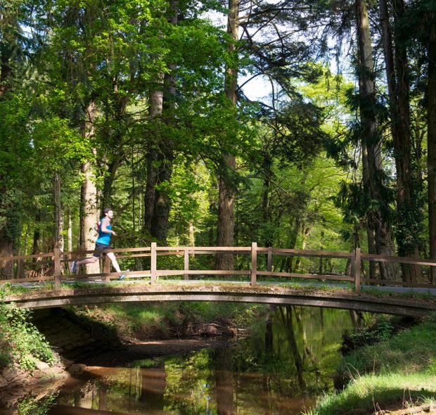 Bridge Over River In New Forest Woodland