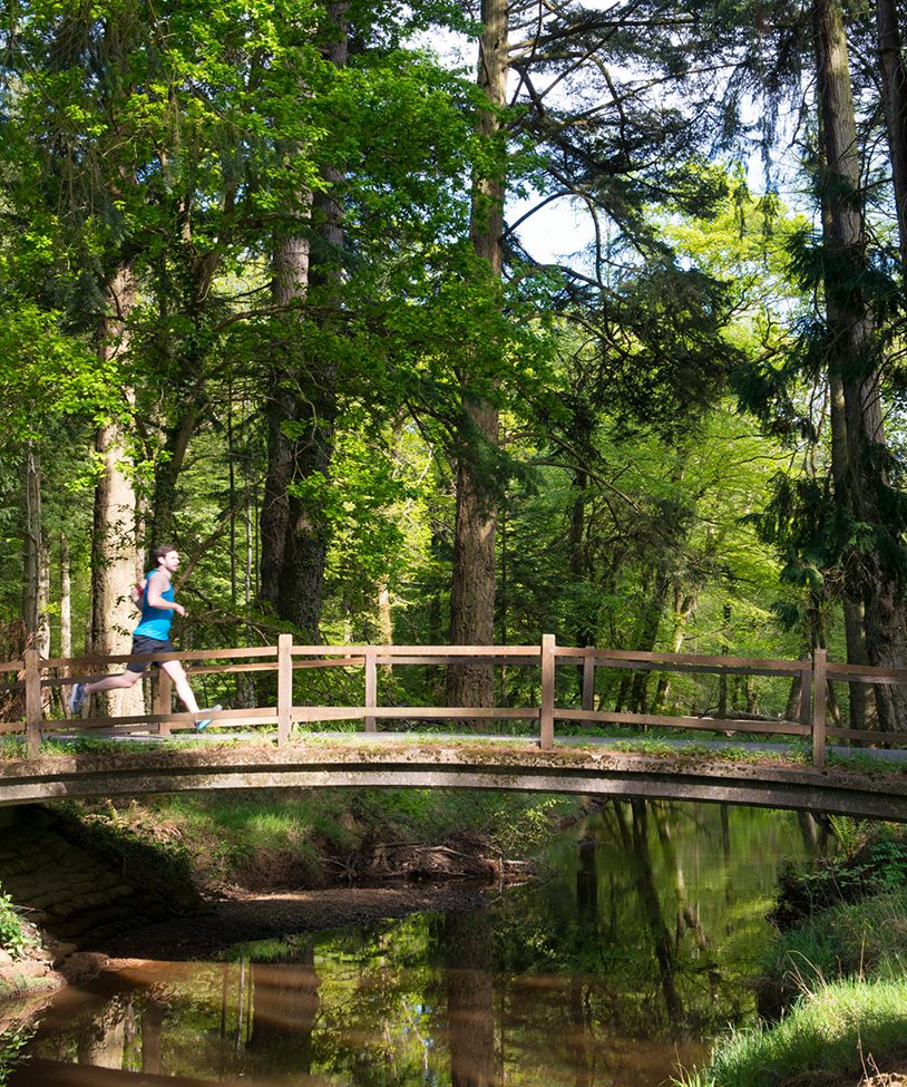 Bridge Over River In New Forest Woodland