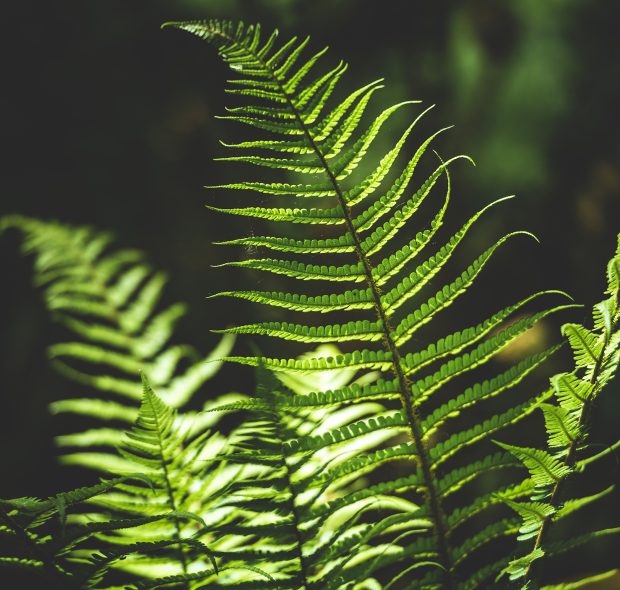 Plants