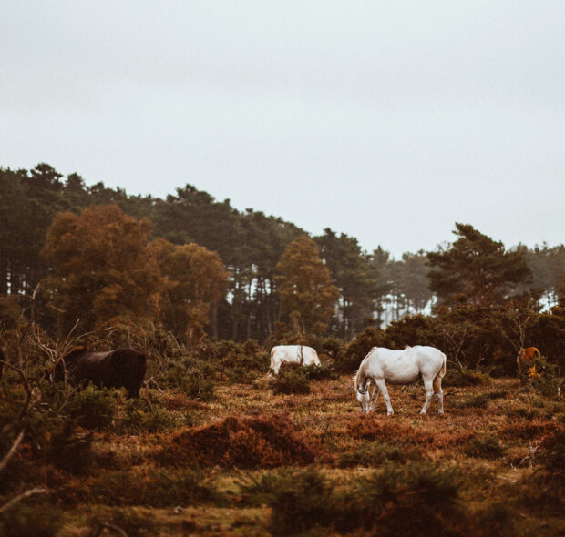 Horse In The New Forest