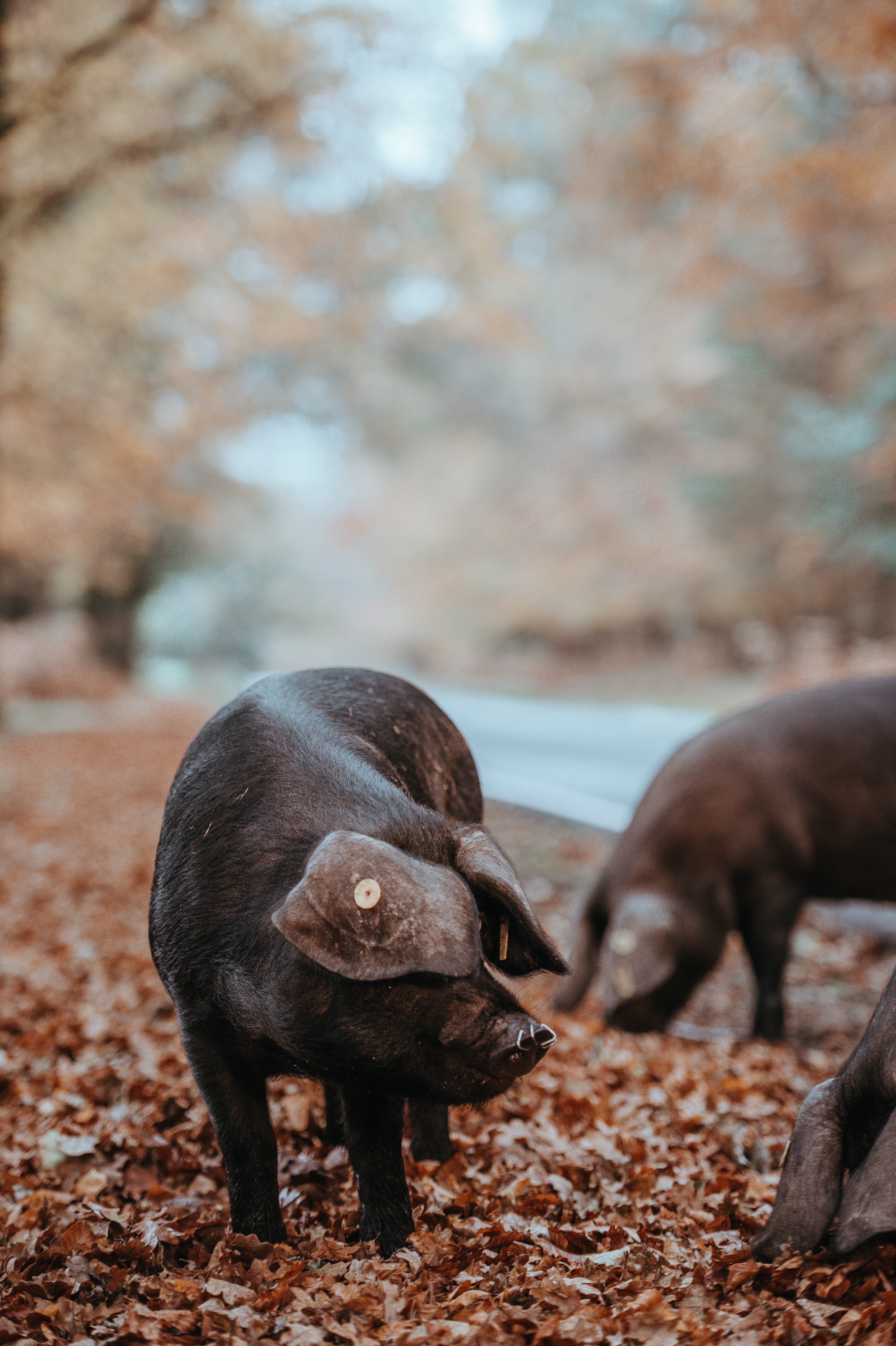 Pigs In The New Forest