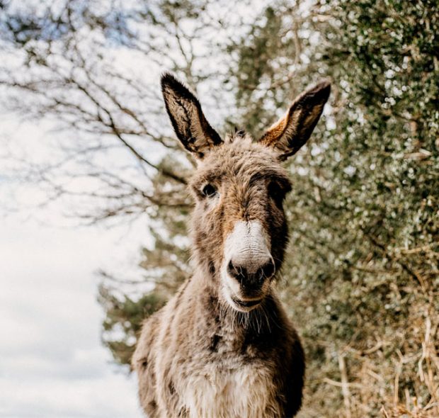 donkey in the New Forest