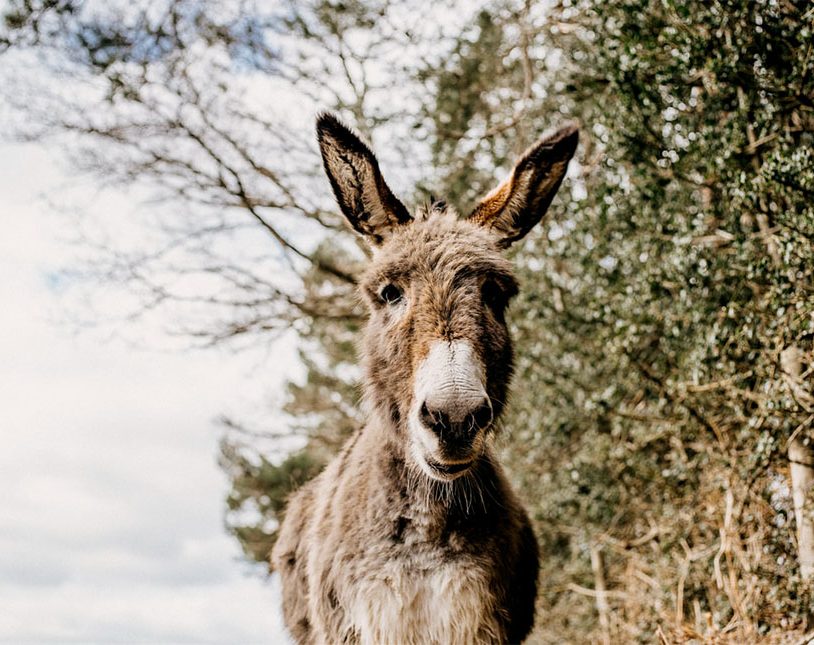 donkey in the New Forest