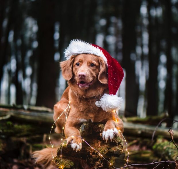 Dog in santa hat