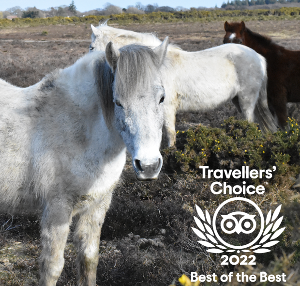 Best of best travellers' choice award 2022