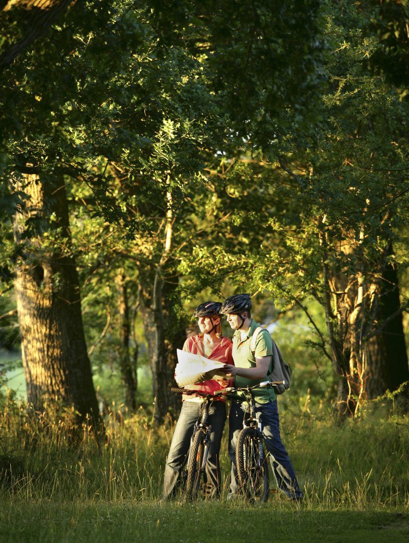 cycling in the New Forest