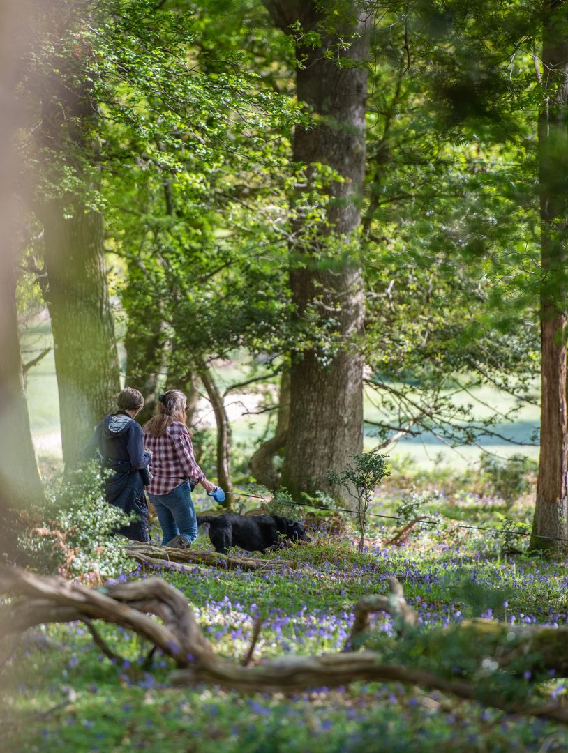 woodland dog walk in the New Forest