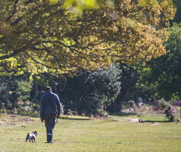 New Forest dog walk