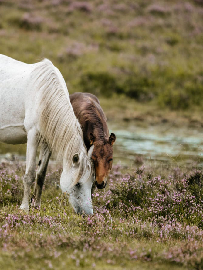 Horses Eating Grass