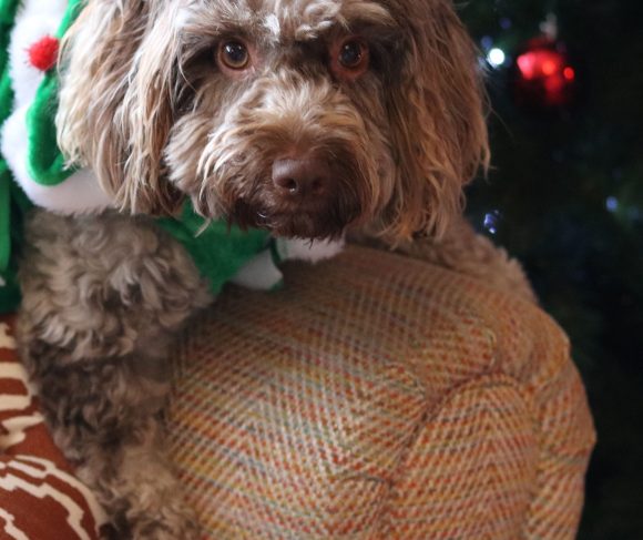Dog in Christmas tree jumper
