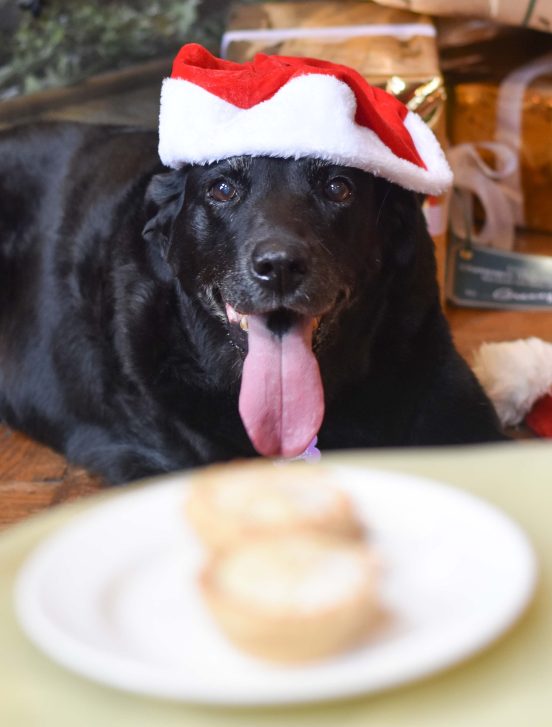 Dog in a Santa hat and mince pies