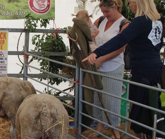 New Forest and Hampshire Country show sheep