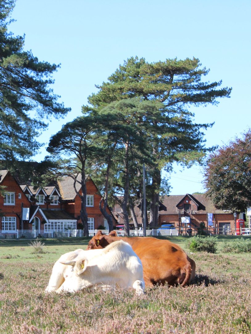 Cows in field in front of Beaulieu Inn