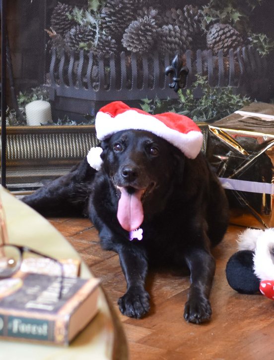 Dog with santa hat and presents