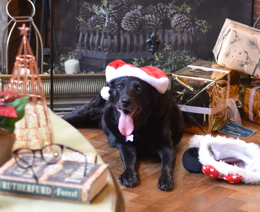 Dog with santa hat and presents