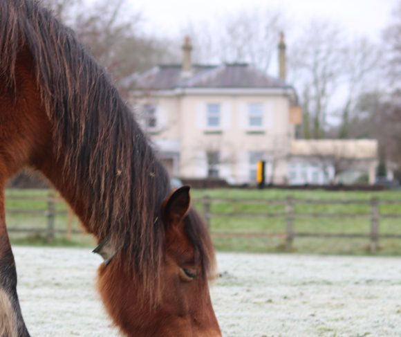 Horse grazing in the frost