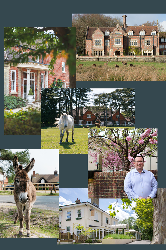 New Forest Collection images