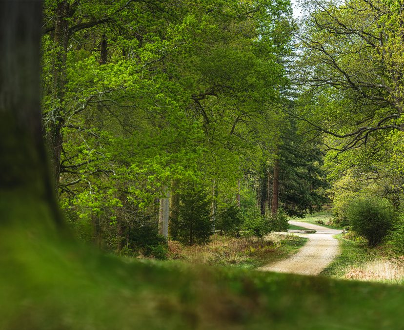 Path through the New Forest