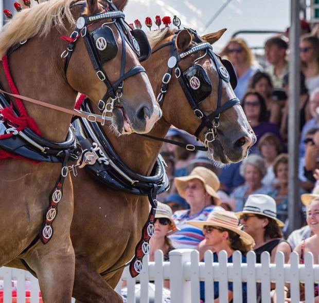 Horses at the New Forest and Hampshire County Show