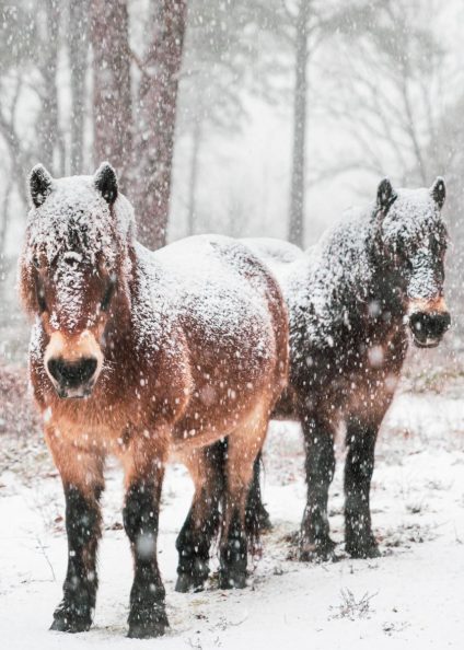 Horses in the New Forest in snow