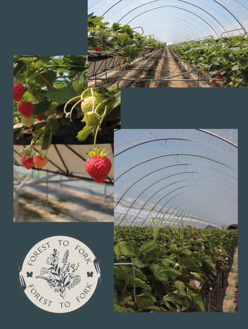 Forest to Fork strawberries