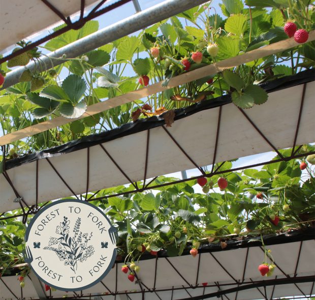 Forest to Fork strawberries