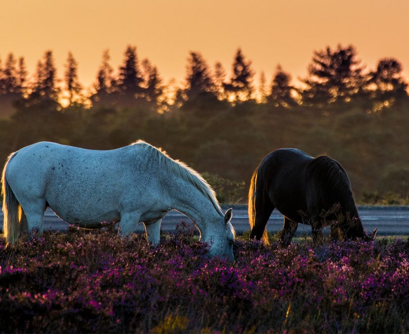 Horses in field at sunset