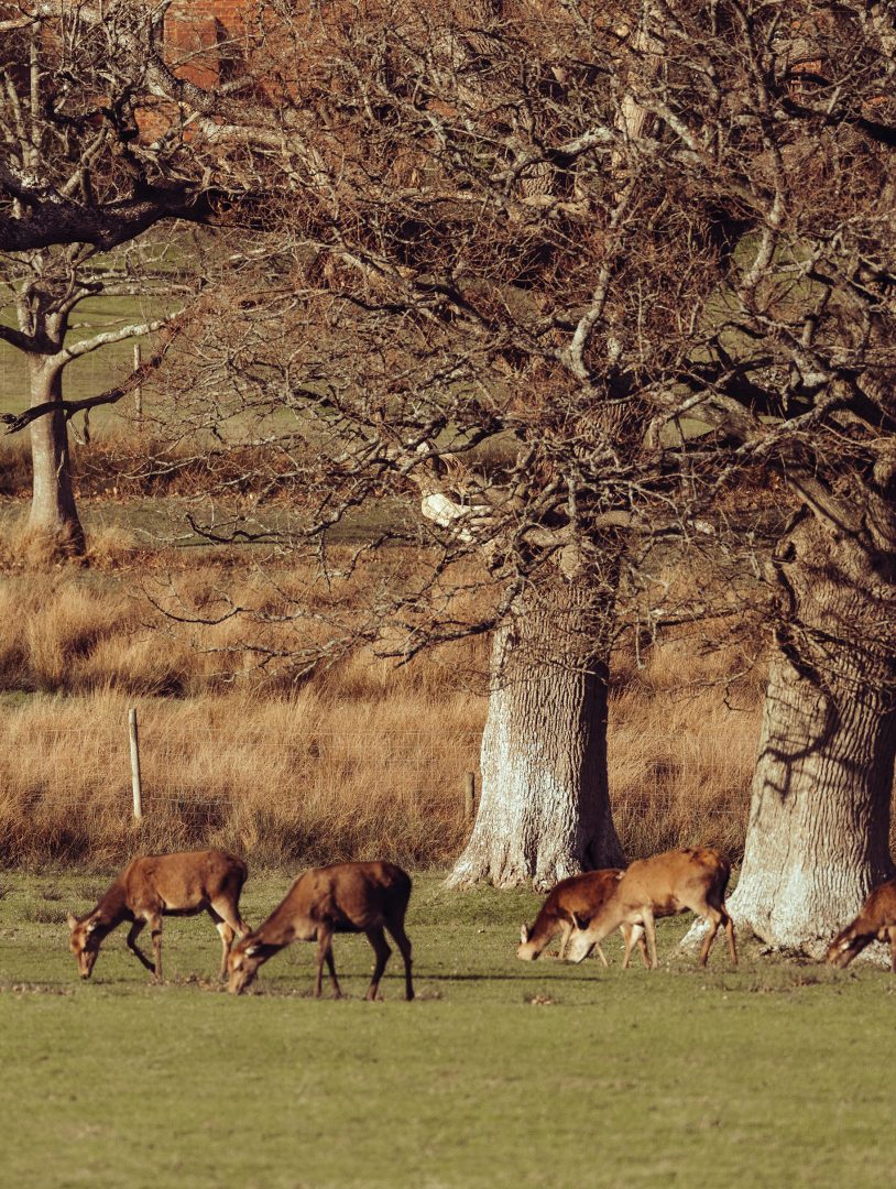New Forest red deer sanctuary eating grass in front of Burley Manor, New Forest Hotel