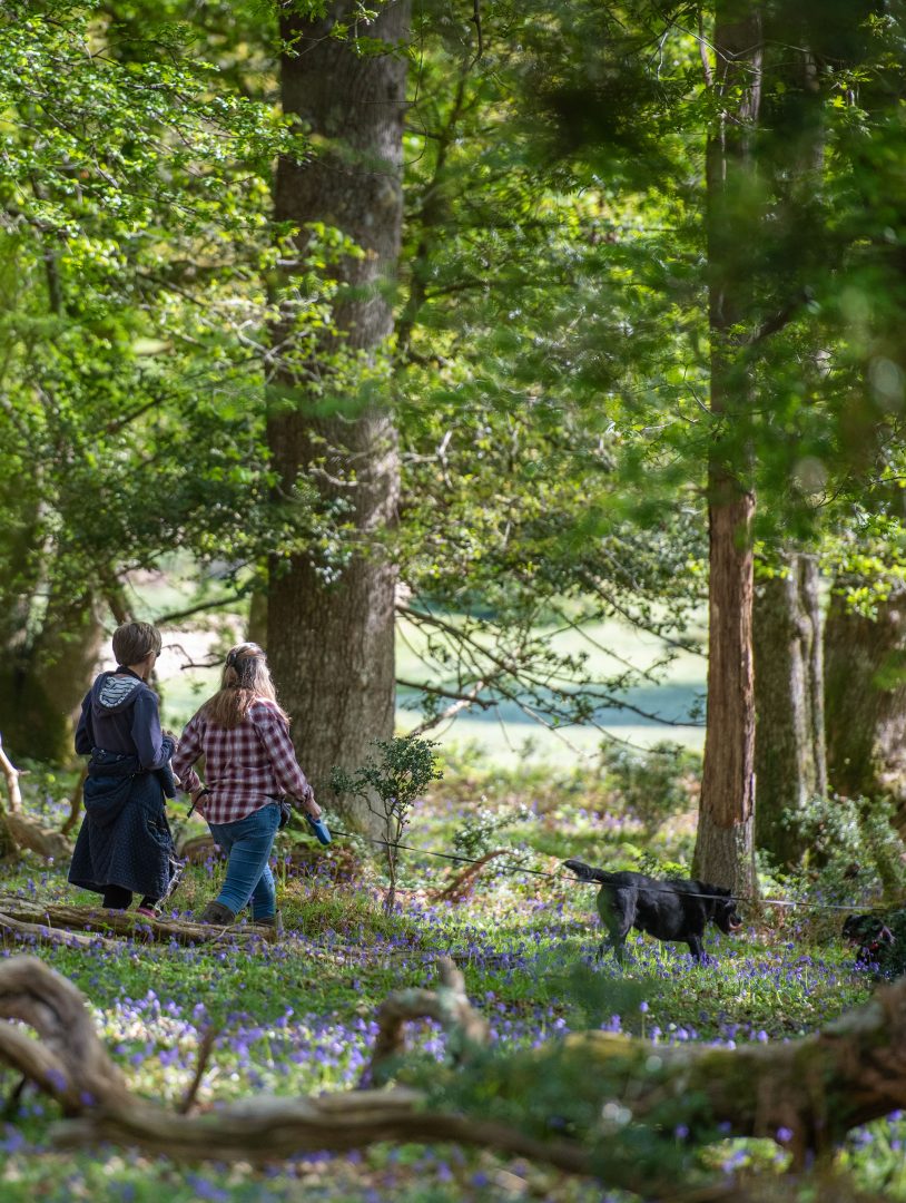 Couple taking dog for walk in New Forest