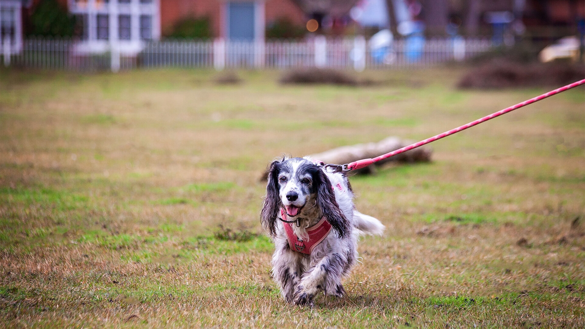 Dog Friendly Hotels in the New Forest