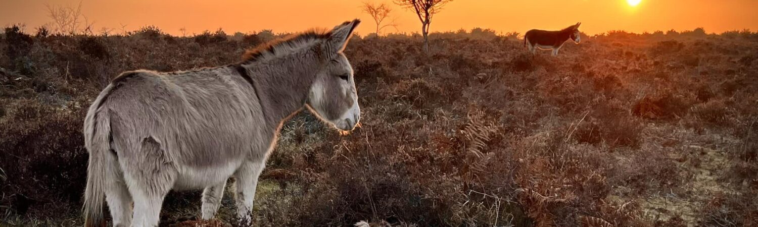 Nature and Animals at The New Forest
