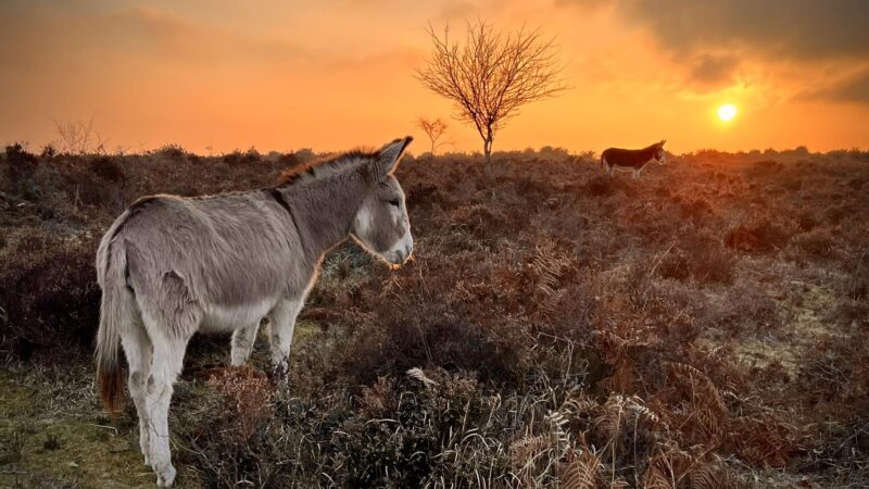 Nature and Animals at The New Forest