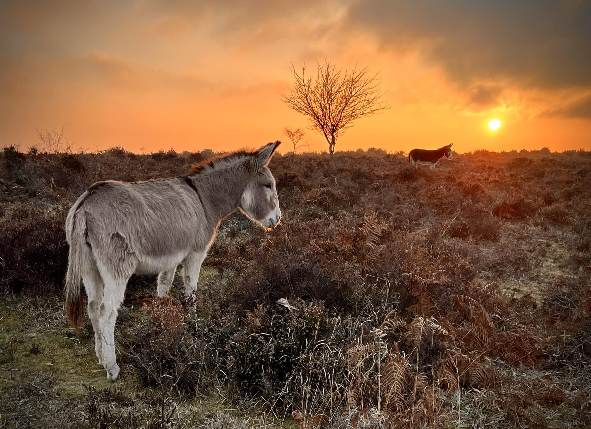 Nature and Animals at The New Forest