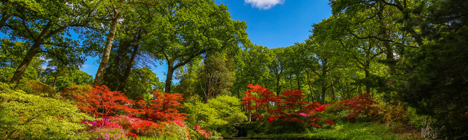 Nature in the New Forest