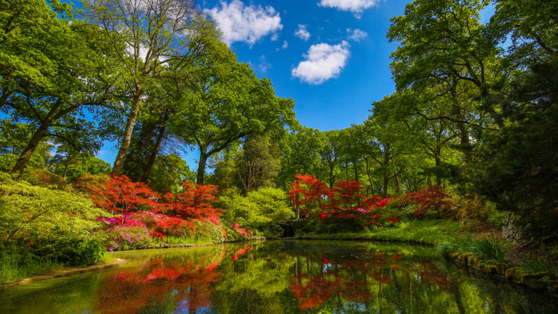 Nature in the New Forest