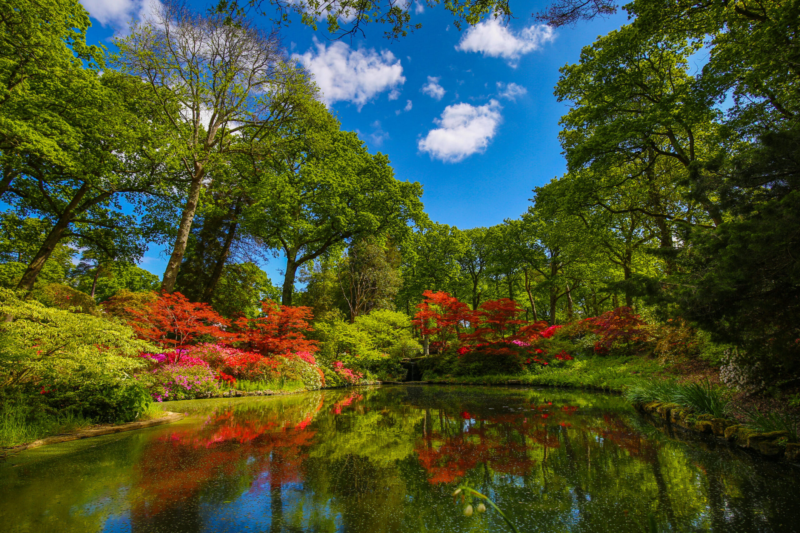 Nature in the New Forest