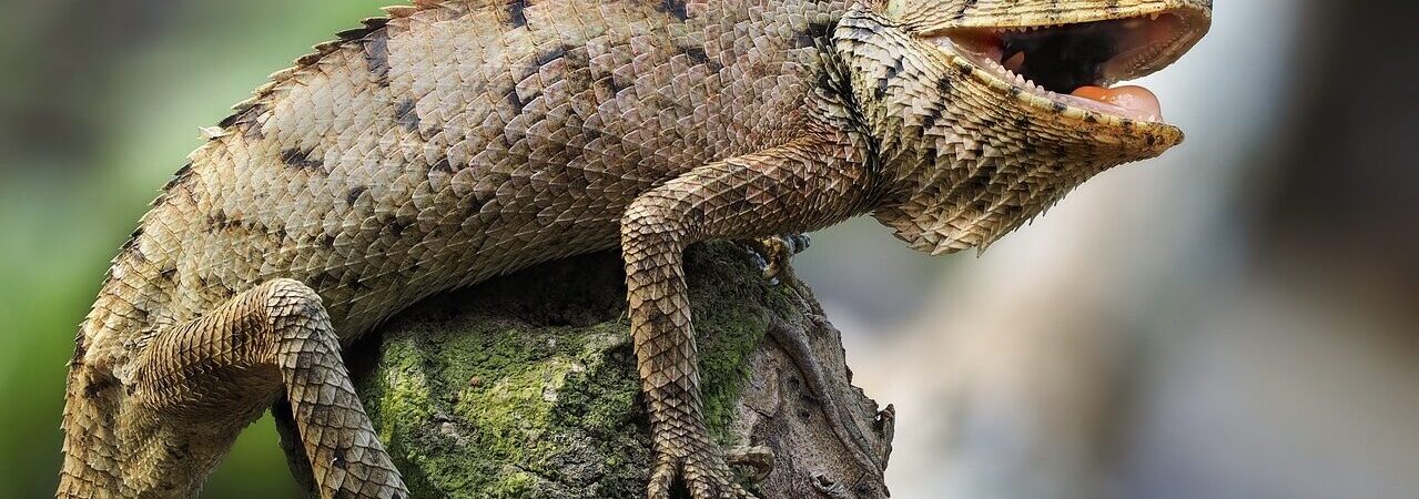 New Forest Reptile Centre