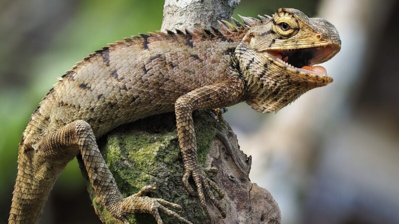 New Forest Reptile Centre