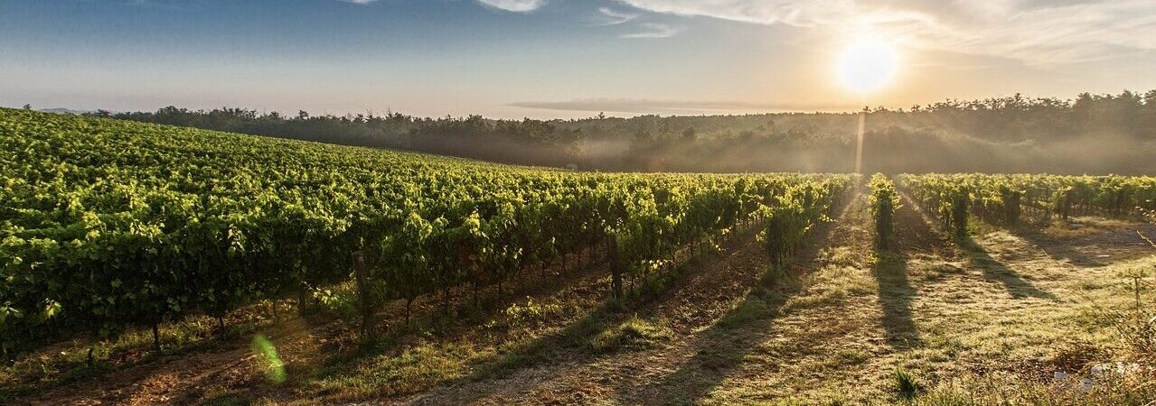 Setley Ridge Vineyard | New Forest Activities