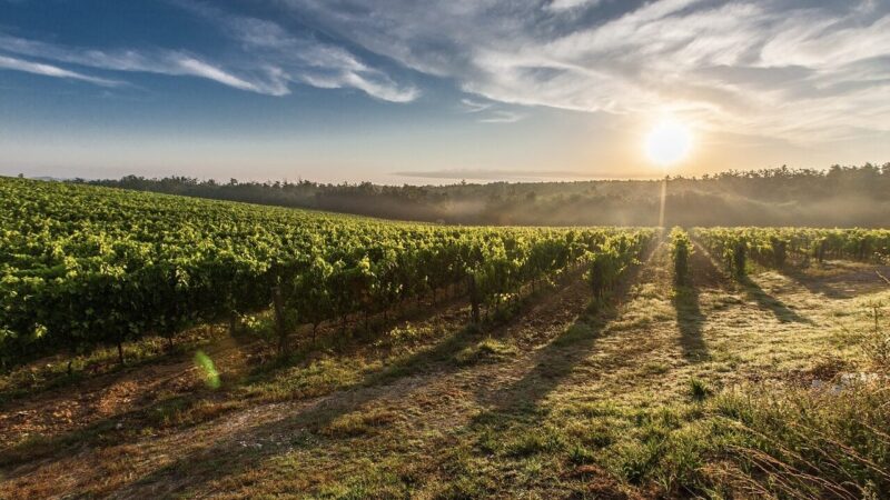 Setley Ridge Vineyard | New Forest Activities