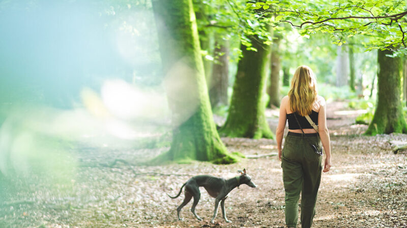 The Best Dog Walks in the New Forest
