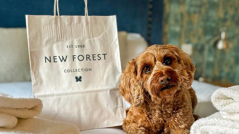 Why Stay at New Forest Hotels with Your Dog?