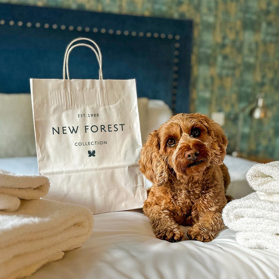 Why Stay at New Forest Hotels with Your Dog?