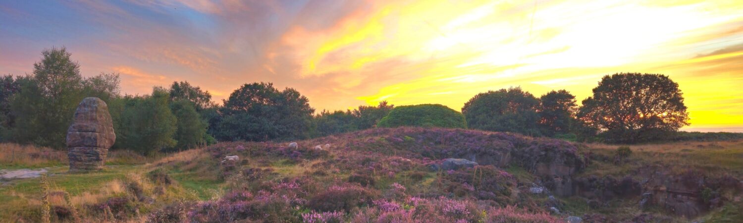 Nature in the New Forest