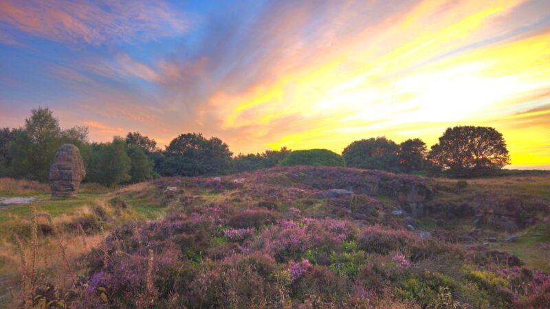 Nature in the New Forest